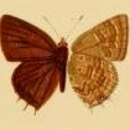 Image of Anthene afra (Bethune-Baker 1910)