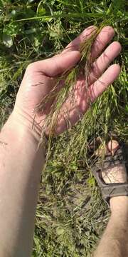 Image of Indian lovegrass