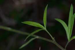 Delphinium carolinianum subsp. vimineum (D. Don) M. J. Warnock的圖片