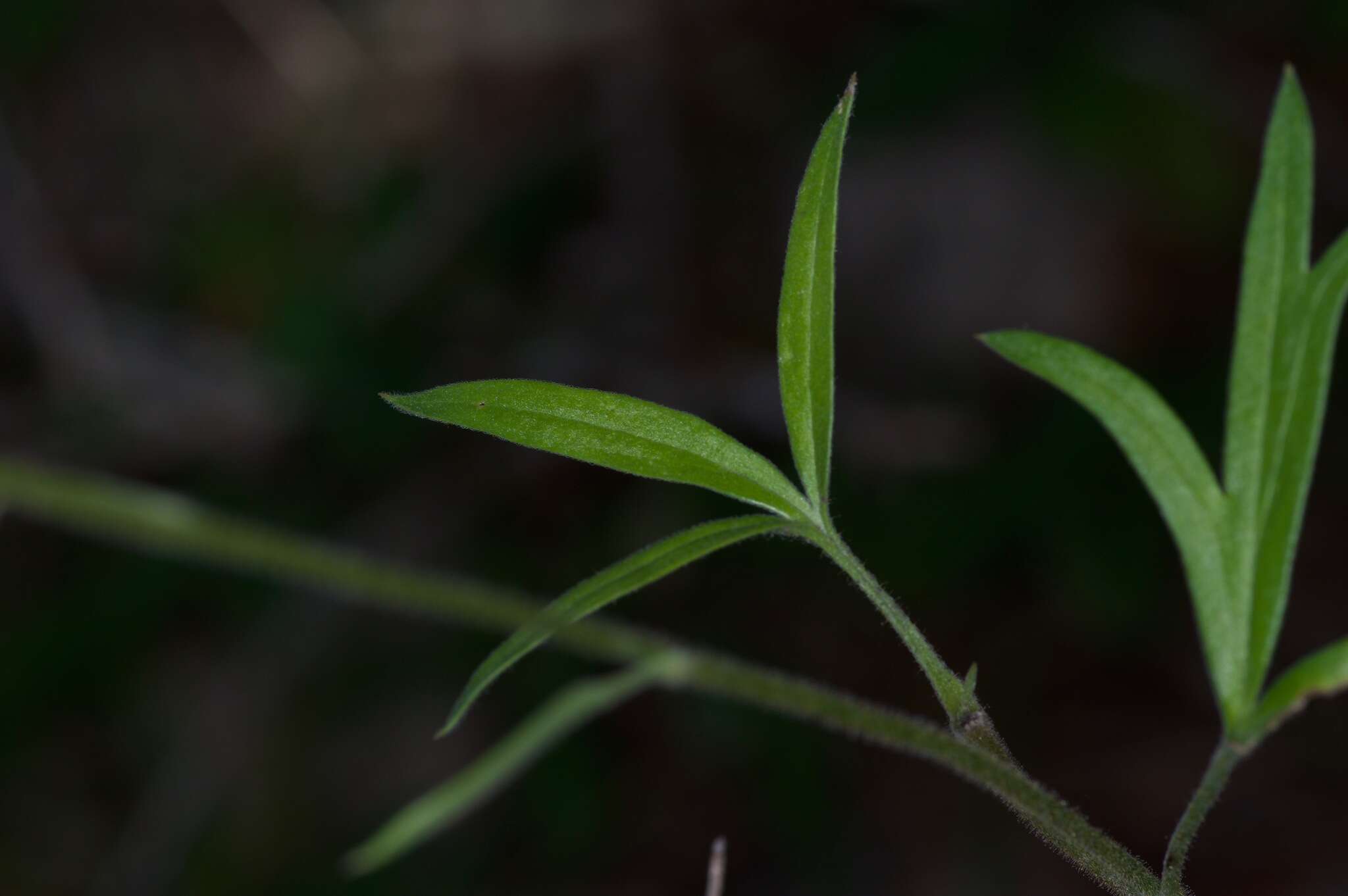 Delphinium carolinianum subsp. vimineum (D. Don) M. J. Warnock的圖片