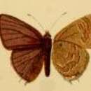 Image of Anthene nigropunctata (Bethune-Baker 1910)