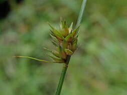 Image of grassland sedge