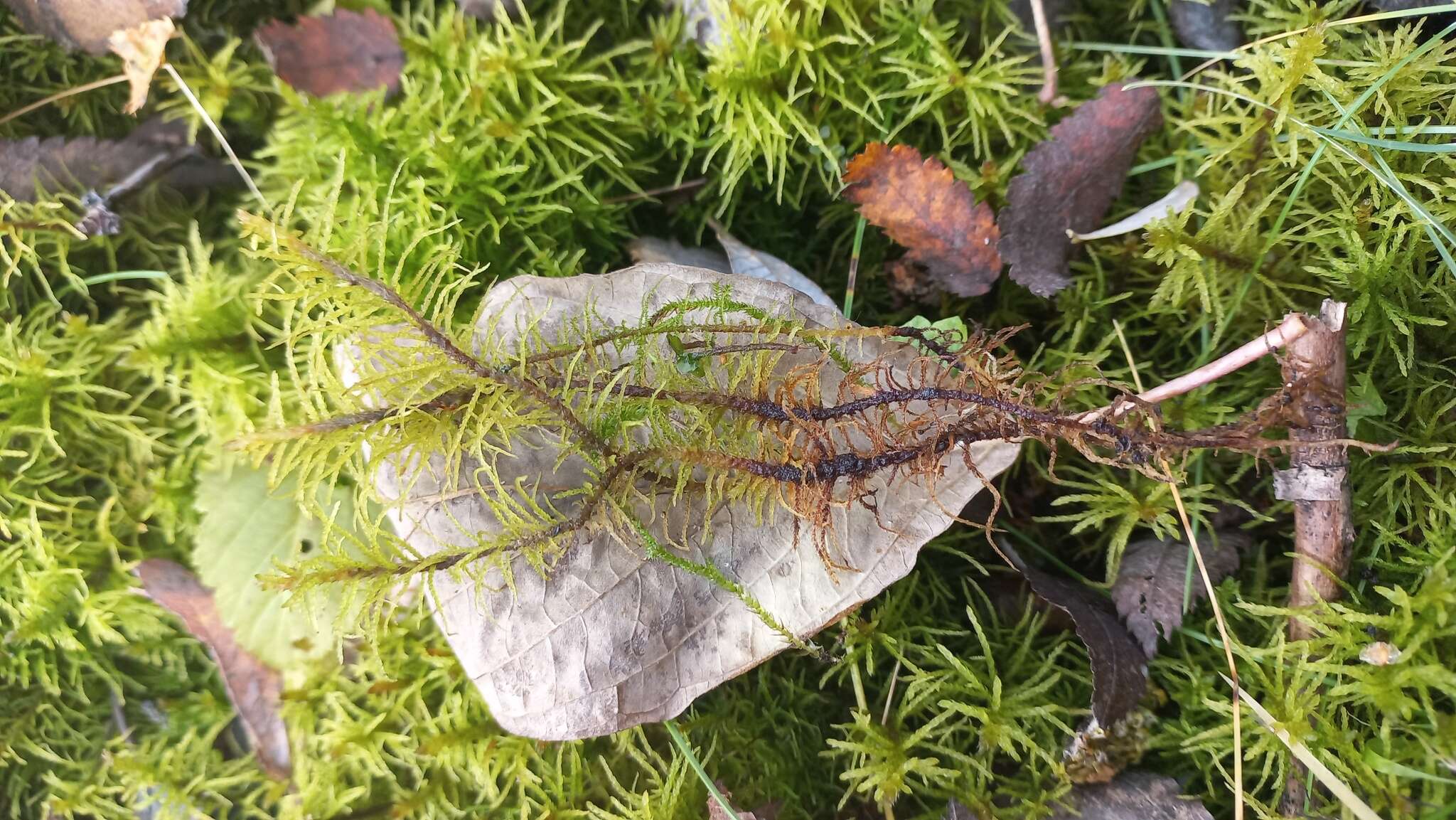 Image of helodium moss