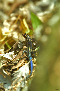 Image of Sumichrast's Skink