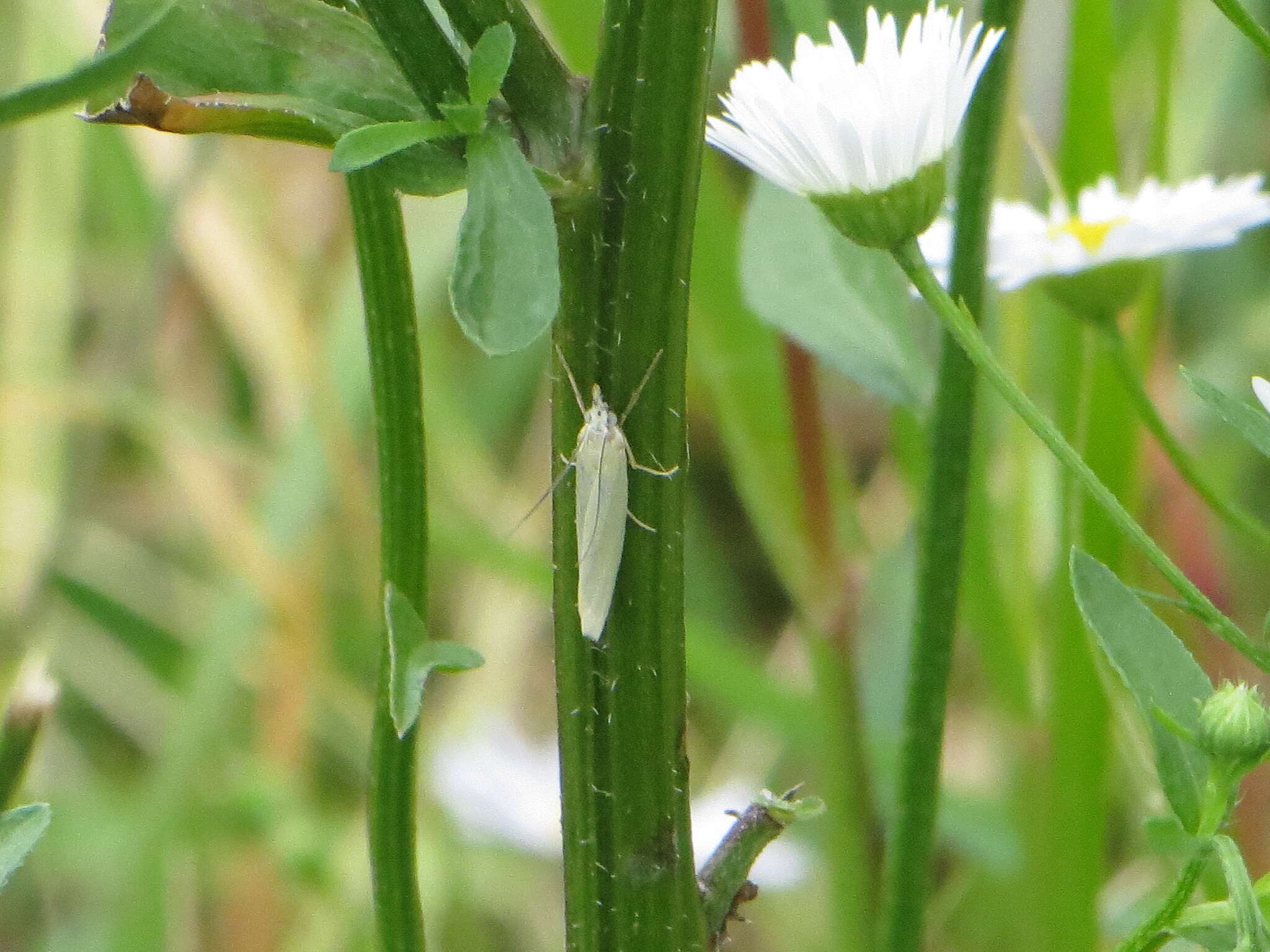 Слика од Crambus perlella Scolopi