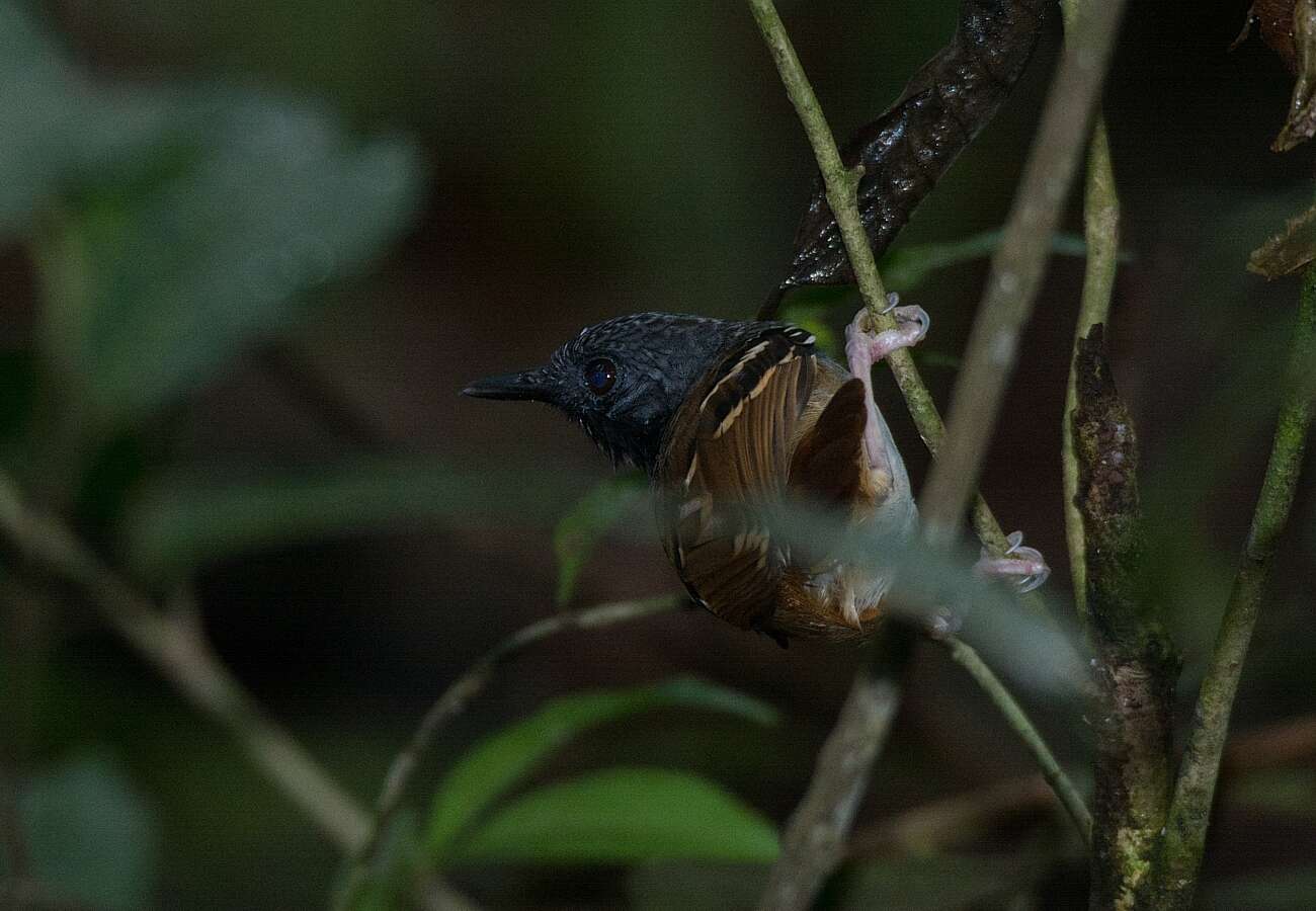 Image of Southern Chestnut-tailed Antbird