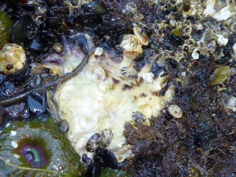 Image of thatched barnacle