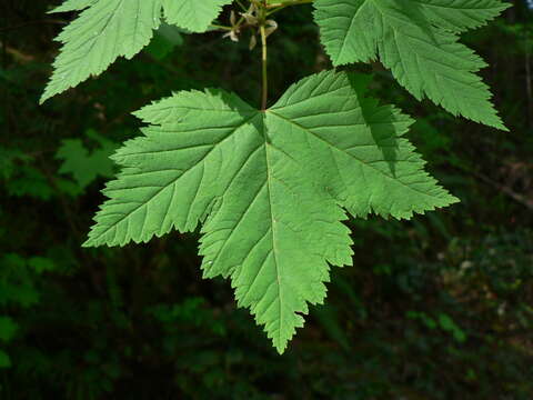 Acer glabrum Torr. resmi