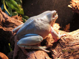 Image of Australian Green Treefrog