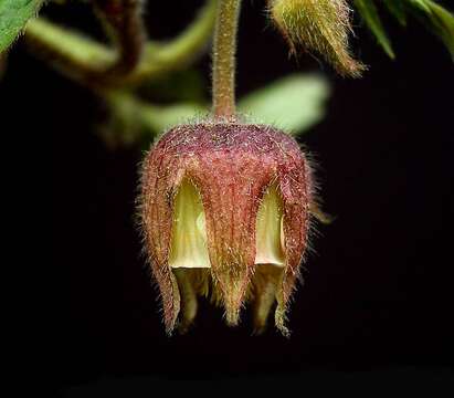 Image of Water Avens