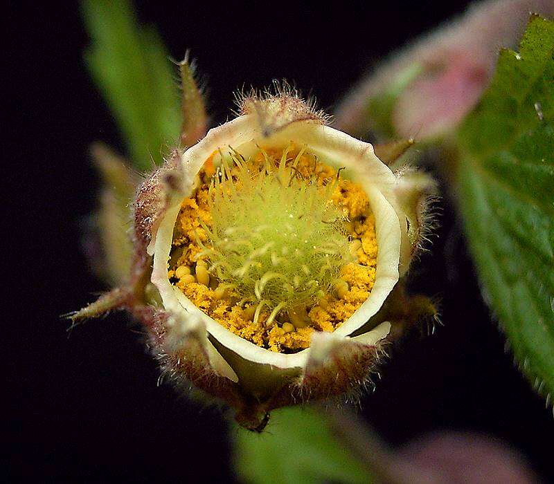 Image of Water Avens