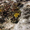 Image of redstem purslane