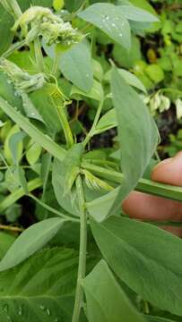 Sivun Lathyrus jepsonii subsp. californicus (S. Watson) C. L. Hitchc. kuva