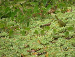 Image of Pale-legged Warbler