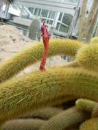 صورة Cleistocactus winteri D. R. Hunt