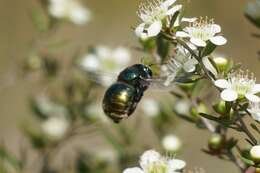 Plancia ëd Xylocopa aeratus (Smith 1851)