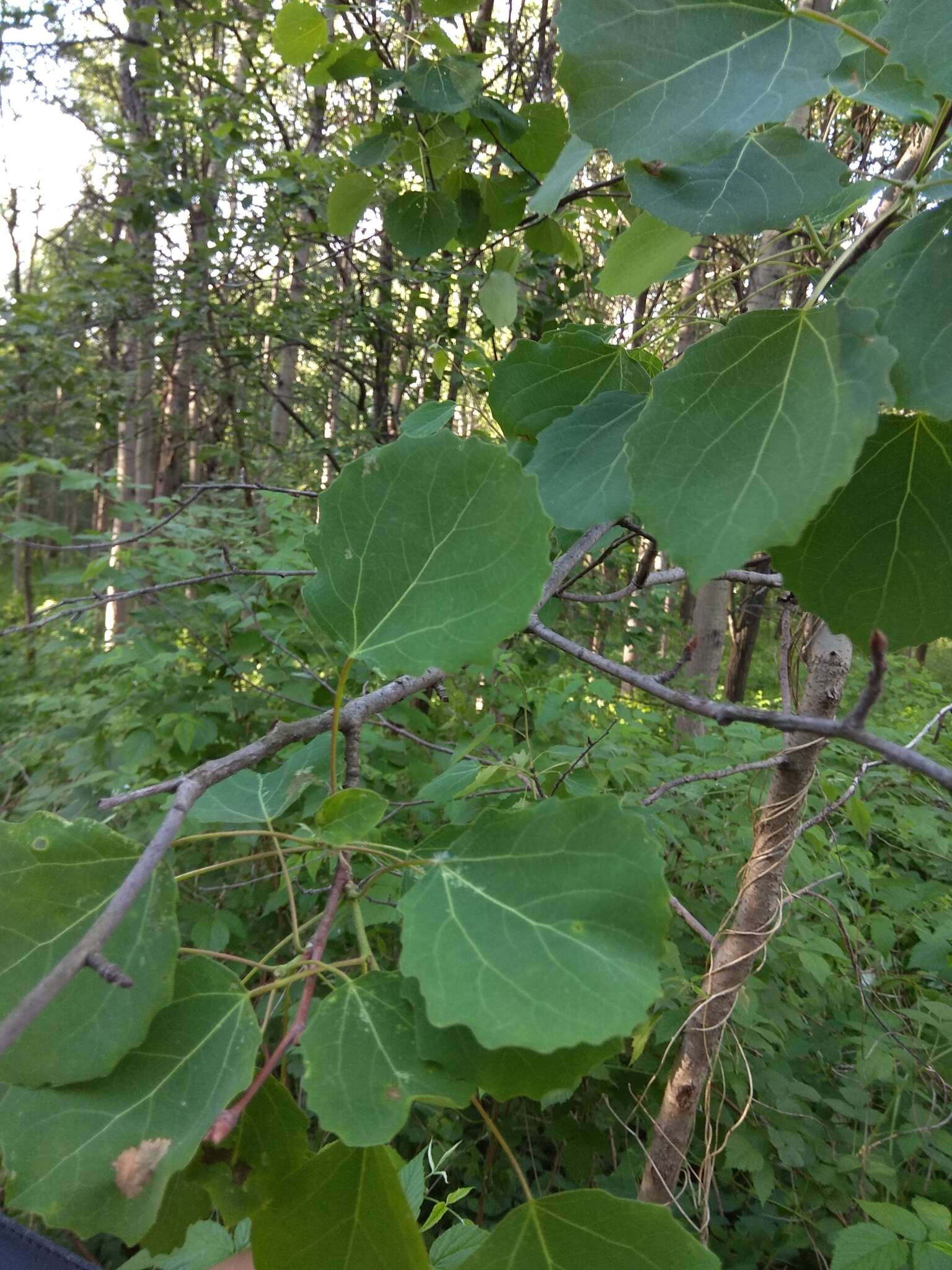 Image of Common Aspen