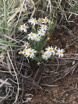 Image of rose heath