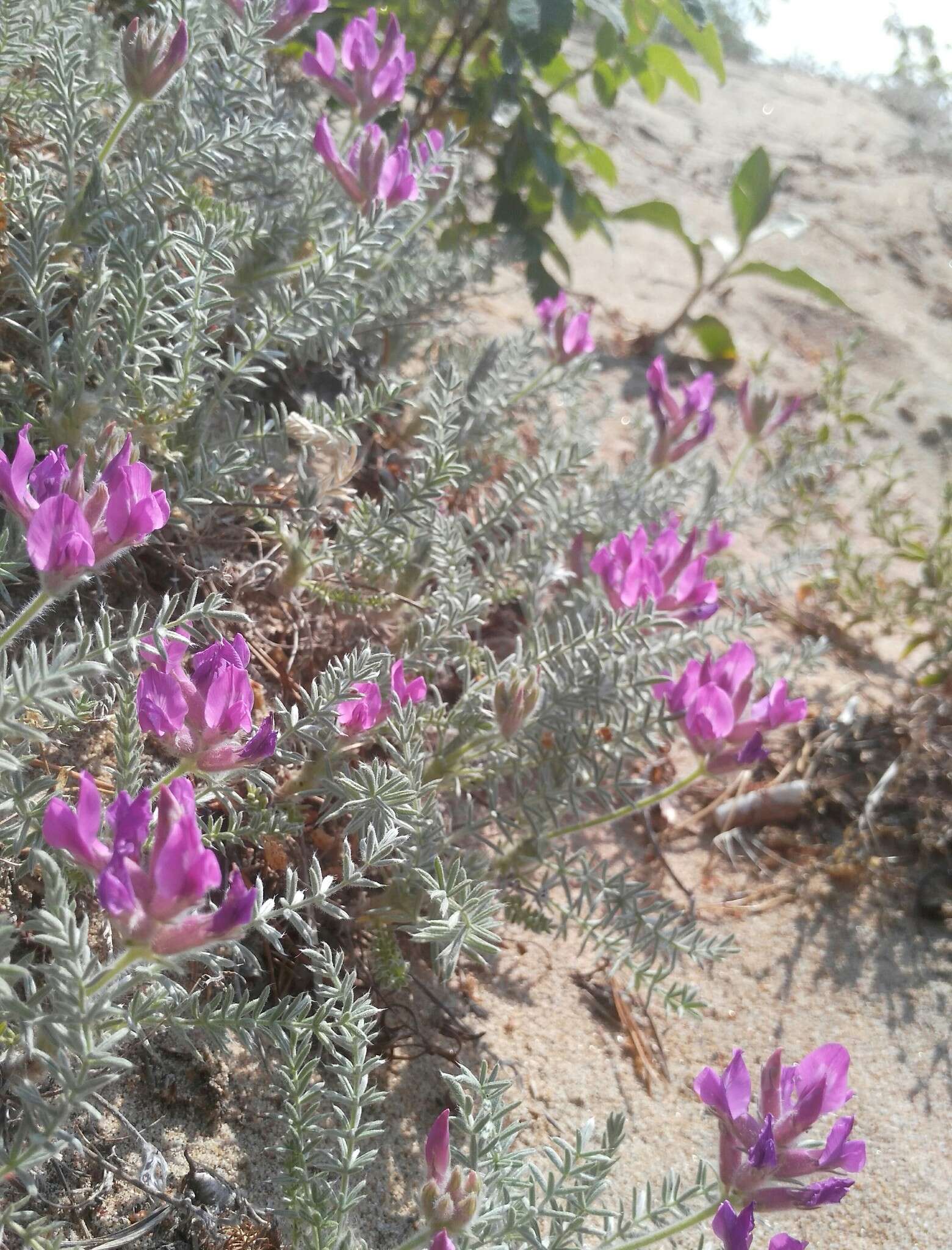 Image de Oxytropis lanata (Pall.) DC.