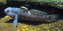 Image of Rock Goby