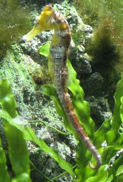 Image of Long-snout Seahorse