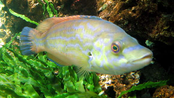 Image of Cuckoo Wrasse