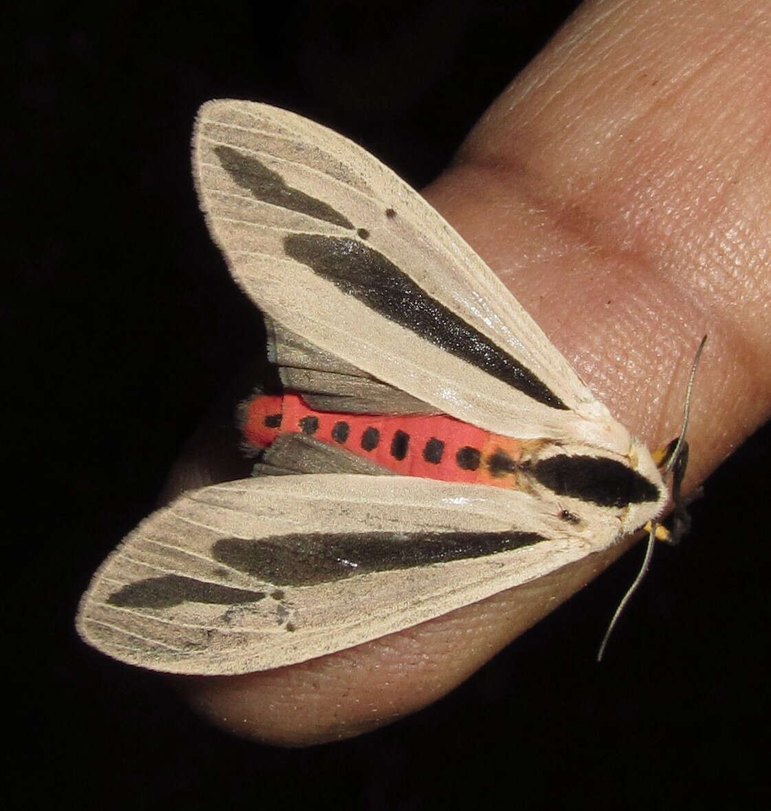 صورة Creatonotos gangis Linnaeus 1763