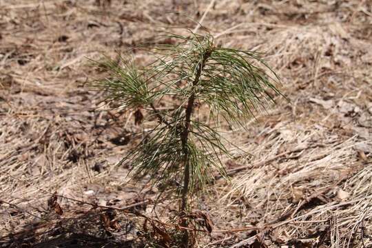 Imagem de Pinus sibirica Du Tour