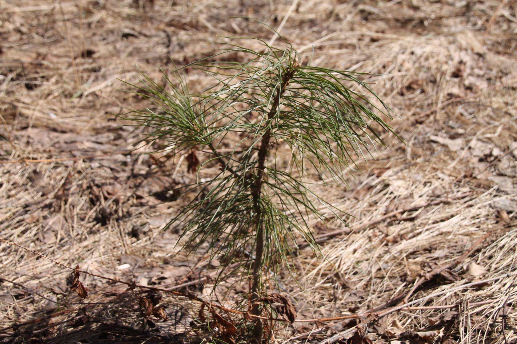 Image of Siberian pine