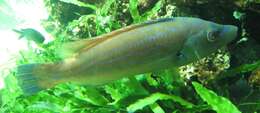 Image of Cuckoo Wrasse