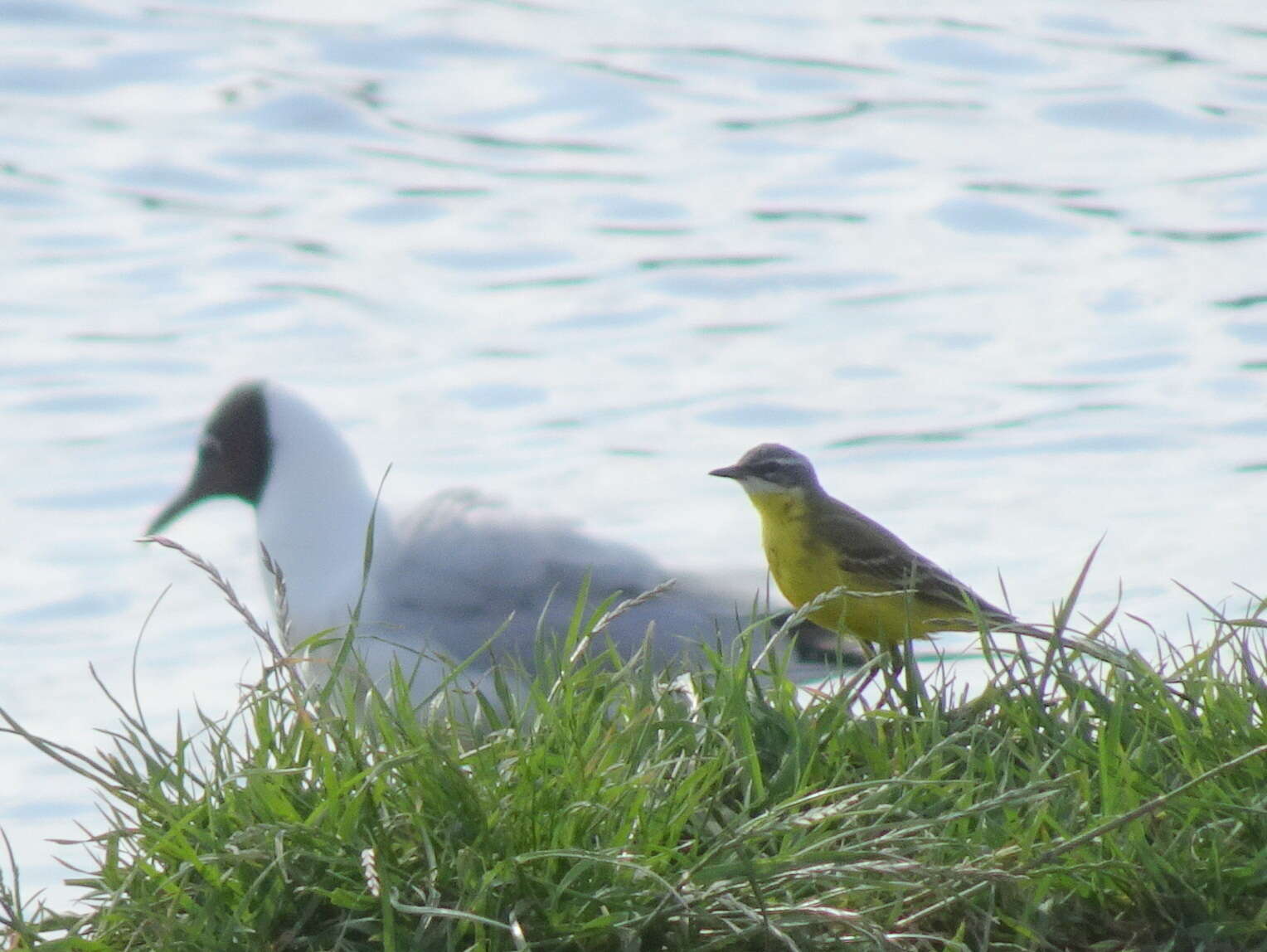 صورة Motacilla flava flava Linnaeus 1758