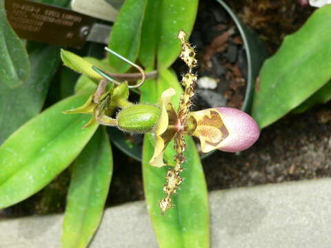 Imagem de Paphiopedilum victoria-regina (Sander) M. W. Wood