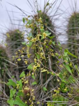 Image of Dioscorea humifusa Poepp.