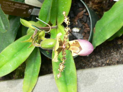 Image of Queen Victoria Paphiopedilum