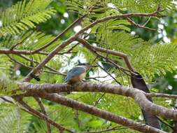 Image of Todiramphus sanctus canacorum (Brasil & L 1916)