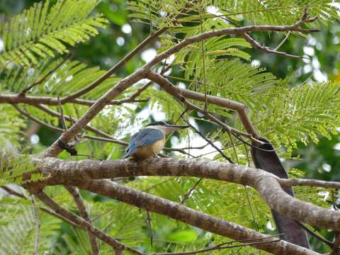 صورة Todiramphus sanctus canacorum (Brasil & L 1916)