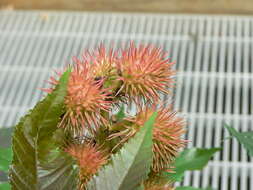 Sivun Ricinus kuva