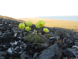 Image of Papaver pulvinatum A. Tolmatch.