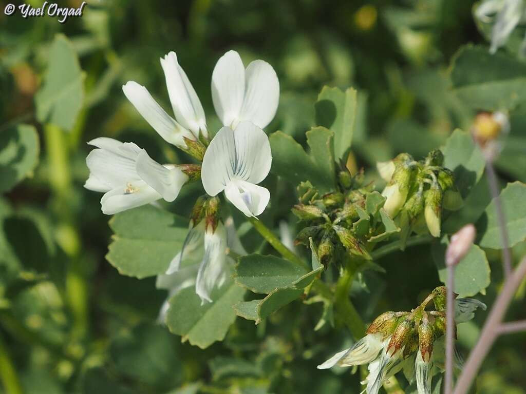 Image de Trigonella arabica Delile