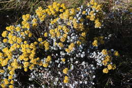 Image de Helichrysum trilineatum DC.