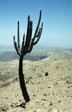 Image of Browningia candelaris subsp. icaensis (F. Ritter) D. R. Hunt