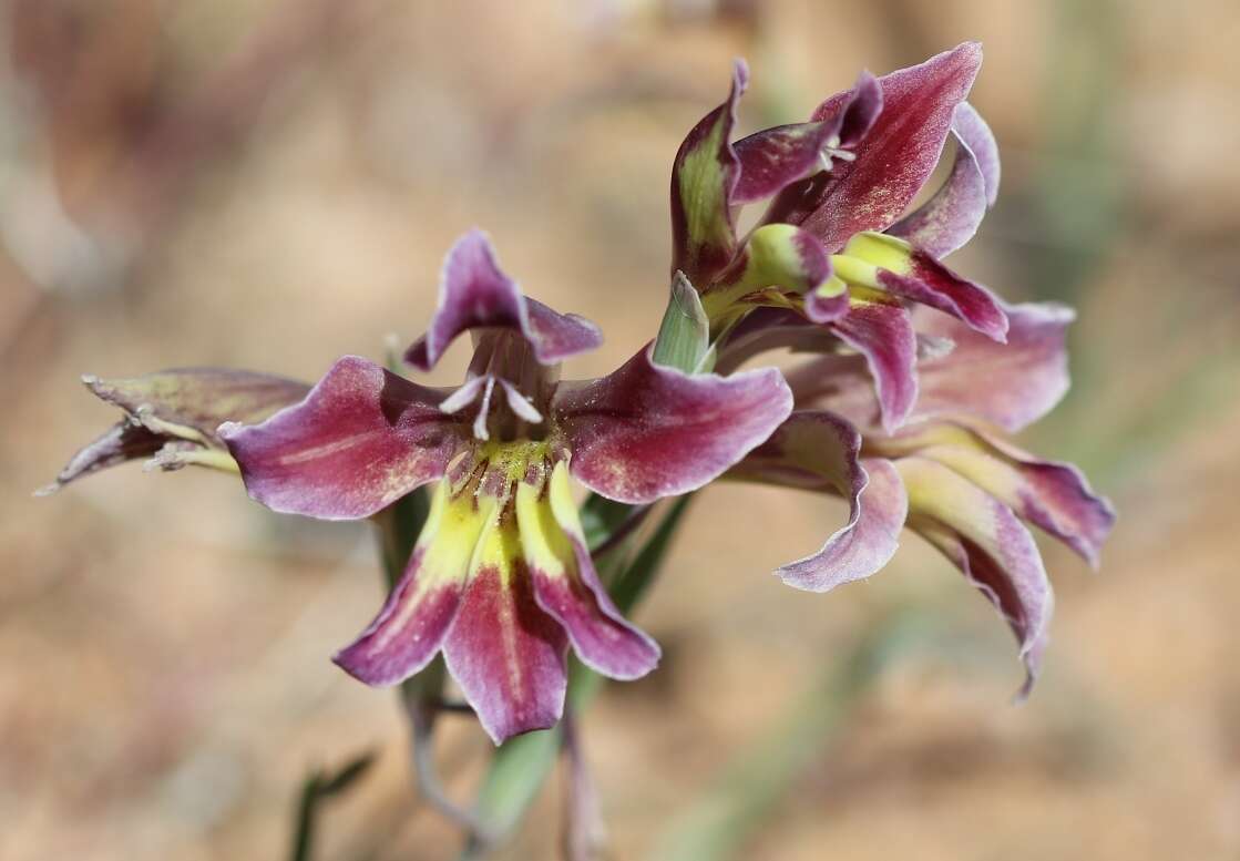 Imagem de Gladiolus arcuatus Klatt