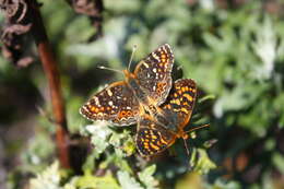 Image of Phyciodes pulchella