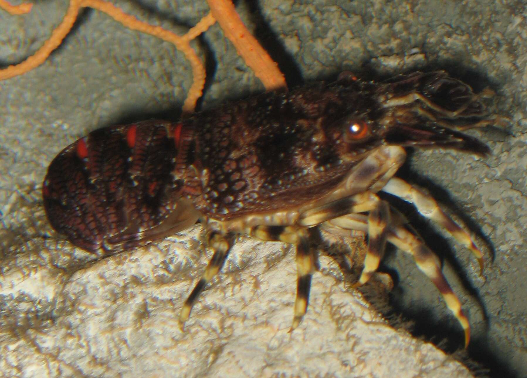 Image of Small European Locust Lobster