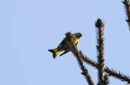 Image of Eurasian Siskin