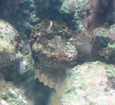 Image of Reef stonefish