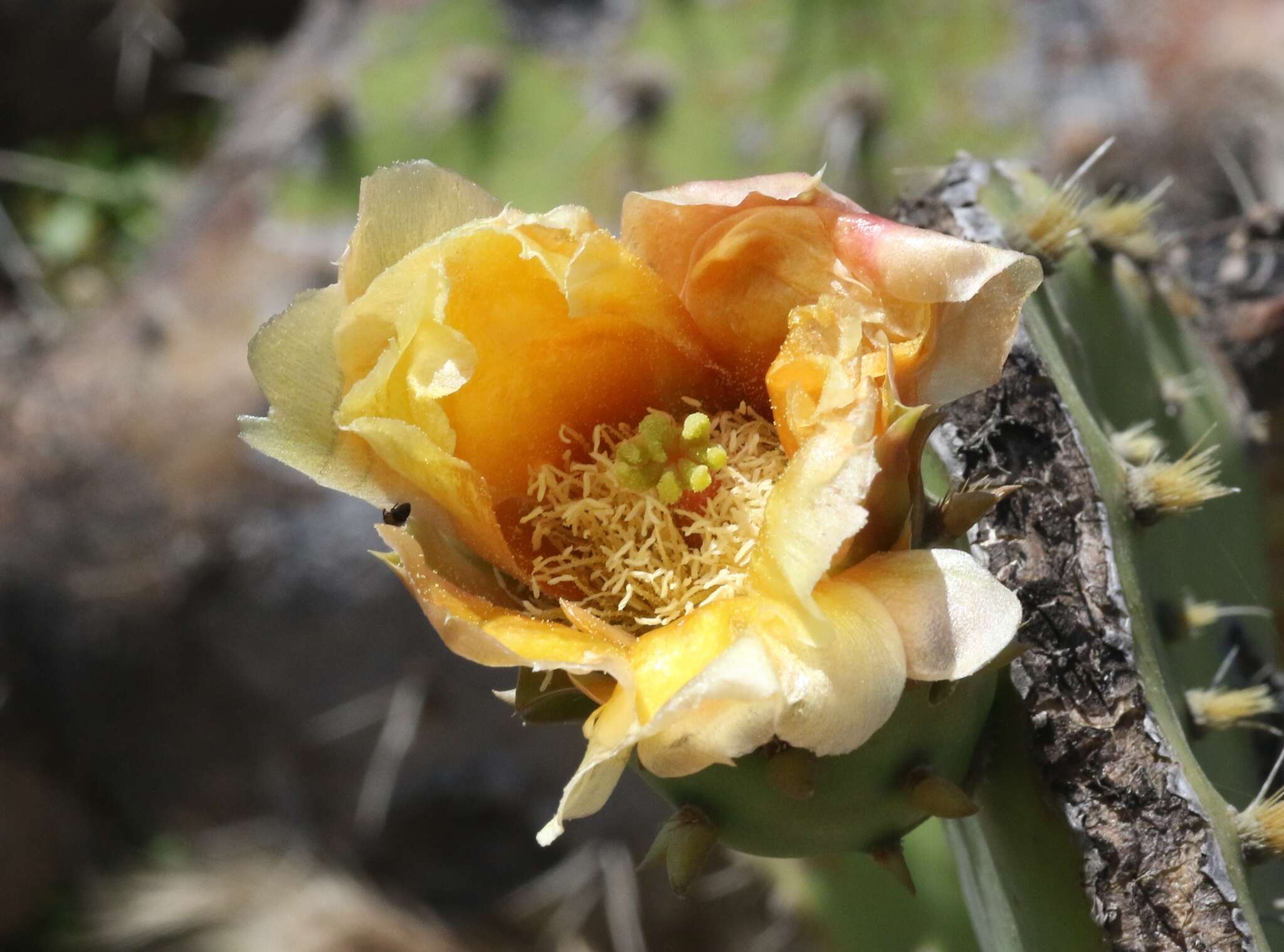 Image of pricklypear