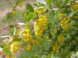 Image de Berberis integerrima Bge.