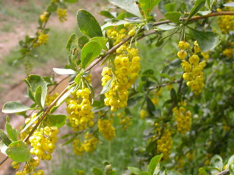 Image of Berberis integerrima Bge.