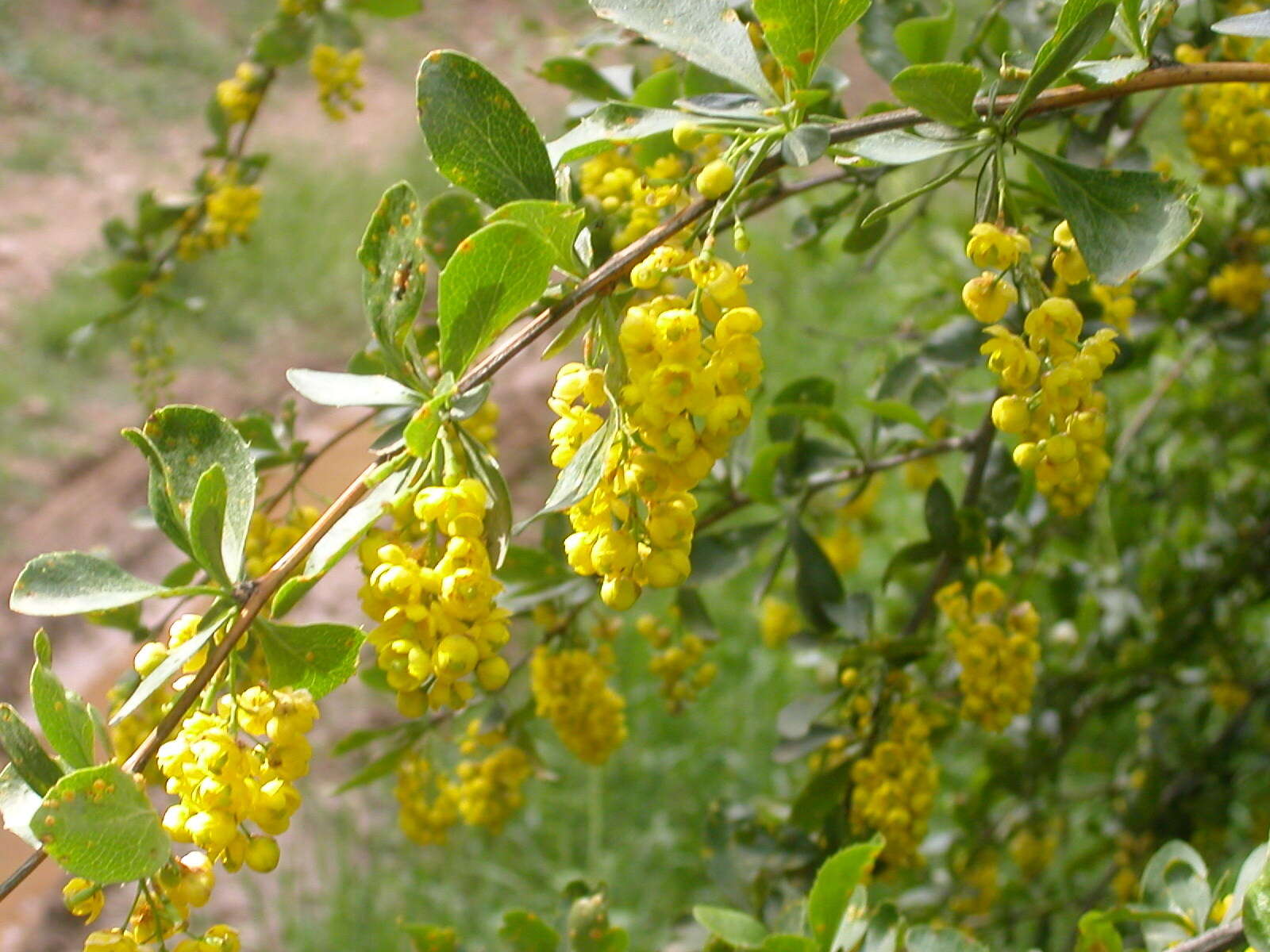 Image of Berberis integerrima Bge.